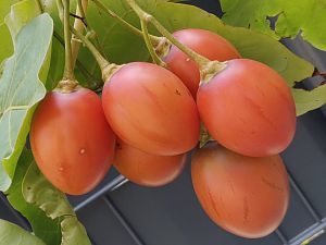 IMG_20181018_123636