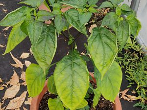 IMG_20181023_102608