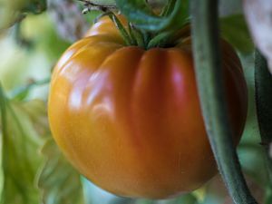 2018_10_29_oranges Ochsenherz