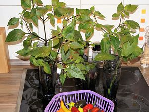 DSC00443