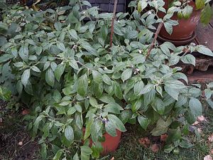 20181029_082620