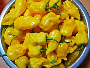 Hot Lemon