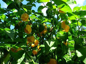 Fatalii Mortalii 2