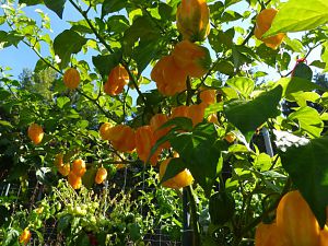 Fatalii Mortalii