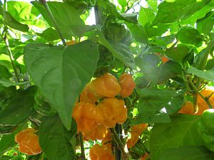 Scotch Bonnet TFM