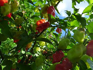 Piment Cabri