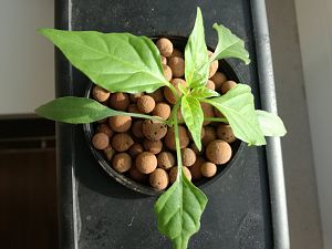 Hydro Klassische Rote Chili aus Holland