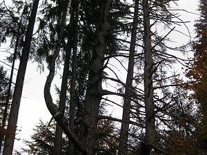 IMG_9051 (600x800)