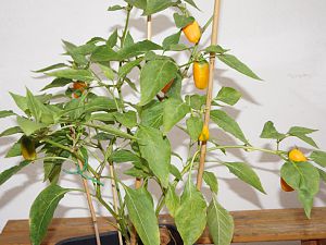 DSC00449