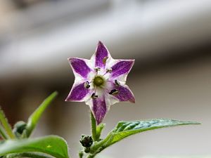 DSC00464