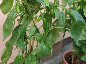 Cabe Gondol