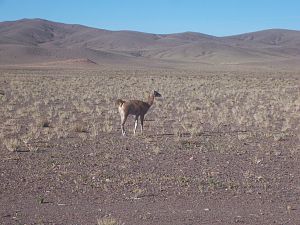 Guanaco