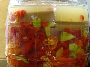 Fermentation_Trinidad_Hornet