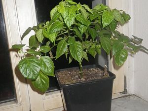 Trini ohne Blüten ´18
