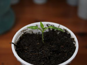 IMG_9005 (800x533)