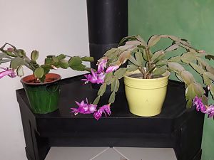 20181202_162703