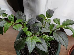 IMG_20181130_113601__01