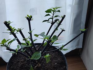 IMG_20181203_140826__01