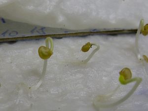 Aji Charapita keimt...