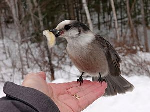 Canada Jay