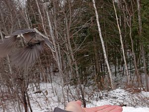 Canada Jay