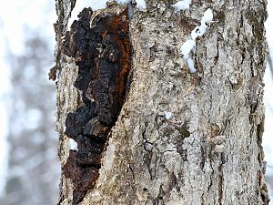 Chaga Pilz