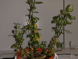 IMAG0033