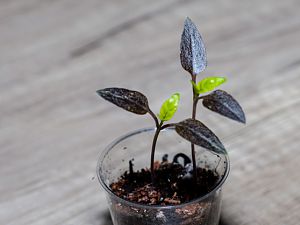 181224_Black_Scorpion_Tongue