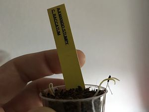 Aji Mango Stumpy