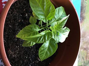 Carolina Reaper