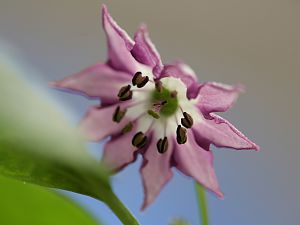 20181210-rocoto-cuencano-praon-HM6C5204
