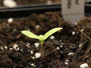 20181228-bhut-jolokia-HM6C5239