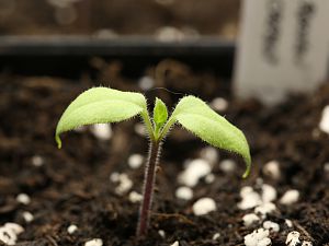 20181228-rocoto-orange-cap867-HM6C5235