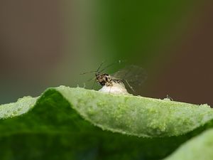 20181228-praon-HM6C5250-crop