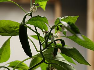 20181228-pimiento-dulce-italiano-HM6C5247