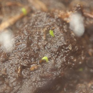 20181231-sonnentau-HM6C5255-crop.jpg