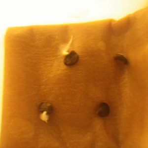 Manzanos