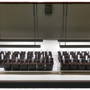 Growbox 1