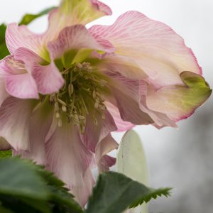2019_01_06_helleborus1.jpg