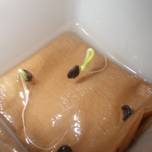 Manzanos