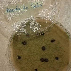 Rocoto_de_seda.jpg