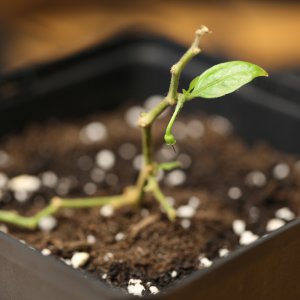 20190109-aji-mochero-HM6C5276.jpg
