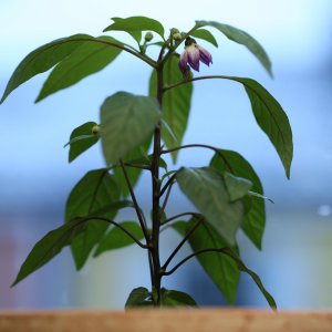 20190109-serrano-purple-HM6C5272.jpg