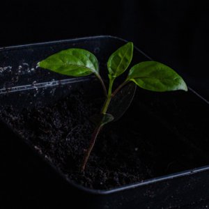 190112_Black_Scorpion_Tongue.jpg