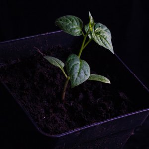 190112_Ulupica_x_Locoto.jpg