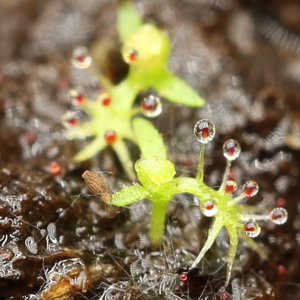 20190114-sonnentau-HM6C5351-crop.jpg