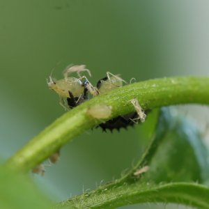 20190113-rocoto-cuencano-HM6C5344-crop2.jpg