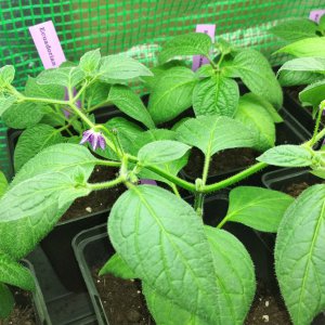 Rocoto To