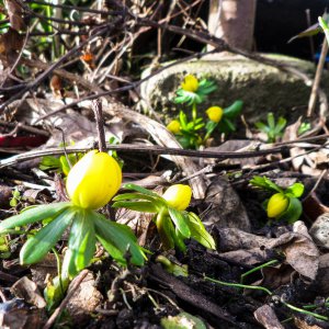 2019_01_19_winterlinge.jpg