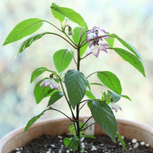 20190119-serrano-purple-HM6C5408.jpg